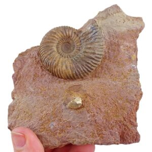 Parkinsonia parkinsoni
