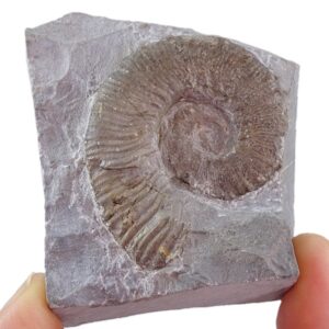Crioceras loryi