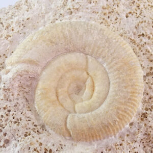 Choffatia isabellae
