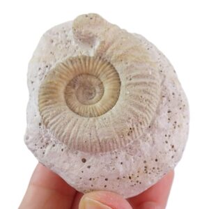 Peltoceras athleta morphe pseudotorosum