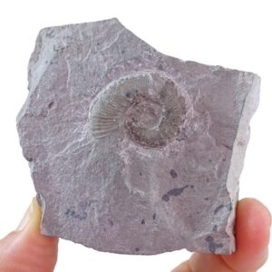 Crioceras loryi