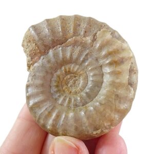Acanthopleuroceras maugenesti