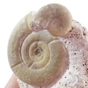 Choffatia isabellae