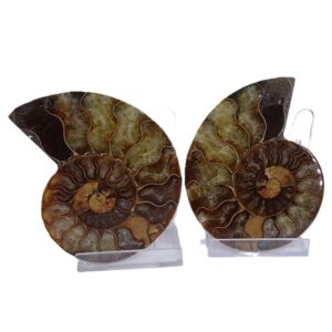 Cleoniceras besairiei