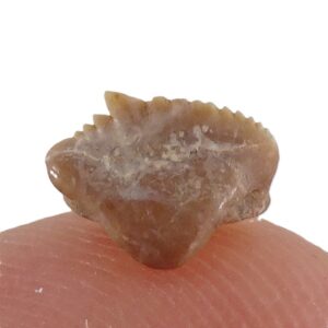 Ginglymostoma sp.
