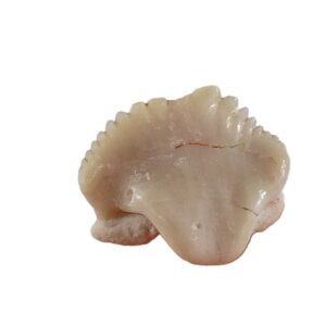Ginglymostoma sp.
