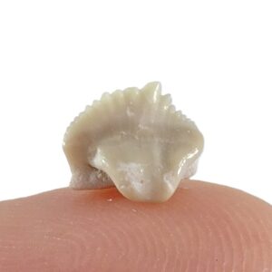 Ginglymostoma sp.