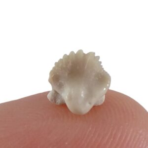 Ginglymostoma sp.
