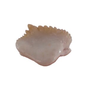 Ginglymostoma sp.  VENDIDO