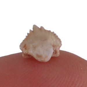 Ginglymostoma sp.