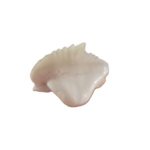 Ginglymostoma sp.
