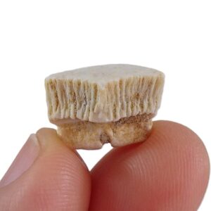 Rhombodus binkhorsti
