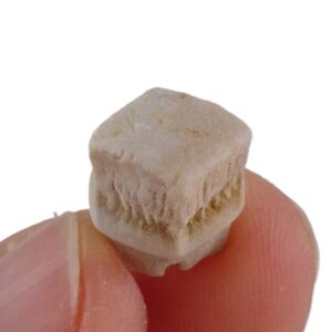 Rhombodus binkhorsti