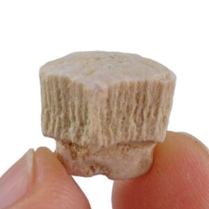 Rhombodus binkhorsti  VENDIDO