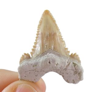 Palaeocarcharodon orientalis