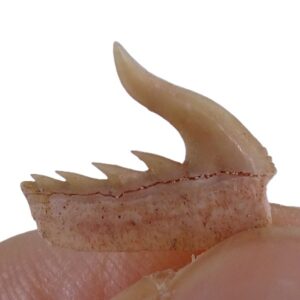 Weltonia ancistrodon