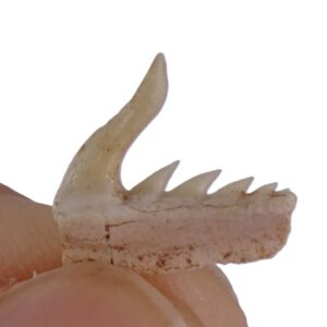 Weltonia ancistrodon