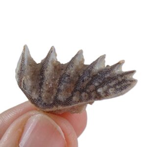 Neoceratodus africanus