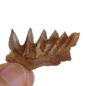 Neoceratodus africanus