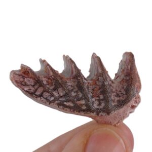 Neoceratodus africanus