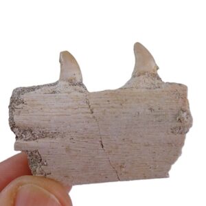 Halisaurus arambourgi