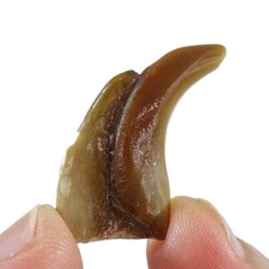 Stephanodus libycus