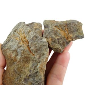 Crinoideo indeterminado