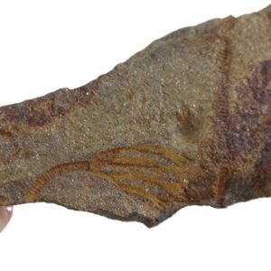 Caleidocrinus multiramus