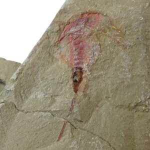 Xiphosura