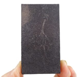 Keichousaurus hui