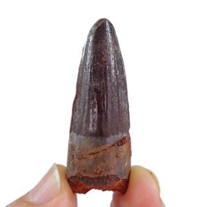 Spinosaurus aegyptiacus
