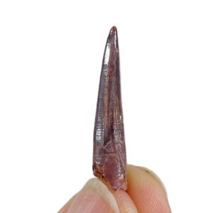 Spinosaurus aegyptiacus