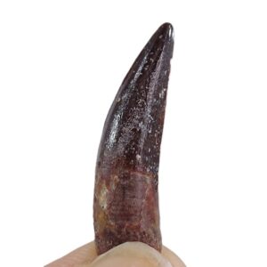 Spinosaurus aegyptiacus