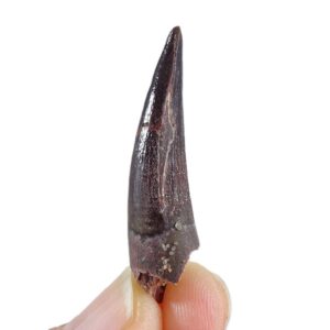 Spinosaurus aegyptiacus
