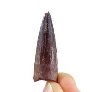 Spinosaurus aegyptiacus