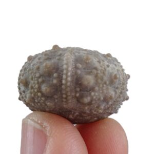 Leptosalenia prestensis