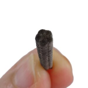 Isselicrinus didactylus