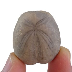 Heteraster oblongus