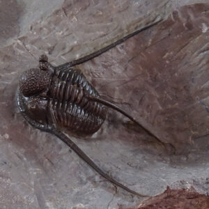 Cyphaspis eberhardiei