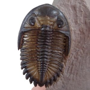 Hollardops burtandmimiae