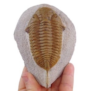 Mucronaspis sp.