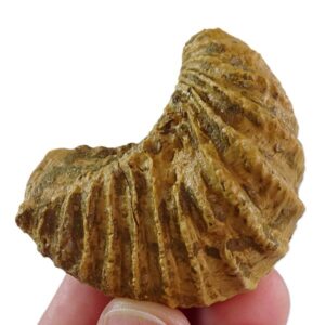 Pterotrigonia caudata