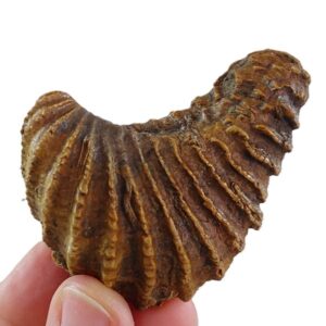 Pterotrigonia caudata