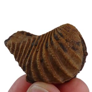 Pterotrigonia caudata