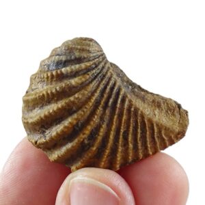 Pterotrigonia caudata