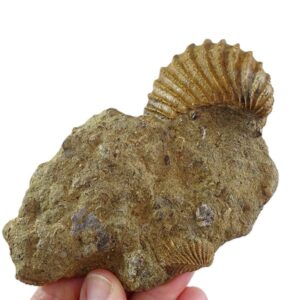 Pterotrigonia caudata