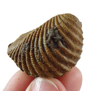 Pterotrigonia (Scabrotrigonia) scabra
