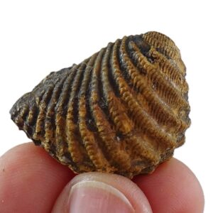 Pterotrigonia (Scabrotrigonia) scabra  VENDIDO