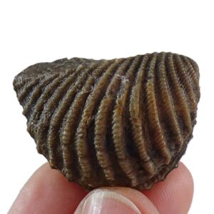 Pterotrigonia (Scabrotrigonia) scabra VENDIDO