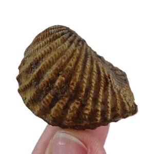 Pterotrigonia (Scabrotrigonia) scabra  VENDIDO